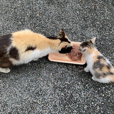 お迎えする前に最後にママと一緒にごはん