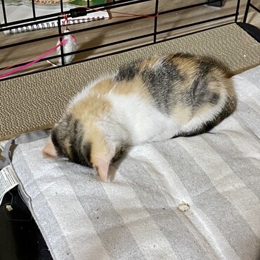 ごめん寝