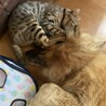 じゃっきっき