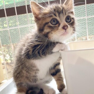 ふわふわ半長毛♡靴下柄のキジ白君1ヶ月半