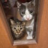 もりはちきー