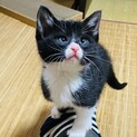 本日譲渡会！可愛い仔猫♡優しい家族を探して…