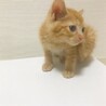 とらとあみ
