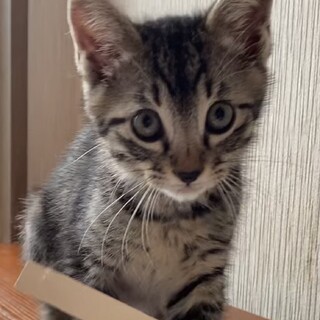 本日譲渡会！可愛い仔猫♡優しい家族を探して…