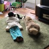 ゴジゴジラ