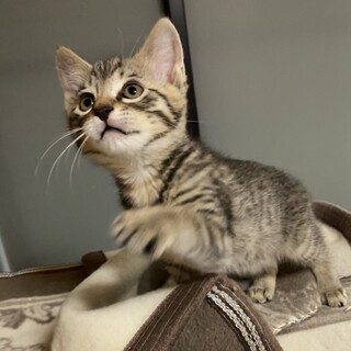 本日譲渡会！可愛い仔猫♡優しい家族を探して…