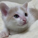 本日譲渡会！可愛い仔猫♡優しい家族を探して…