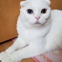 オッドアイのスコティッシュ