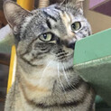 サビ柄おとなしい甘えたちゃん