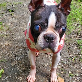 ボストンテリア　ボスミン