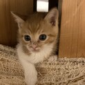 里親になっていただける方探しています