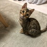 ねは