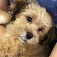 ぽん