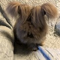アンゴラウサギ   男の子　チンチラ