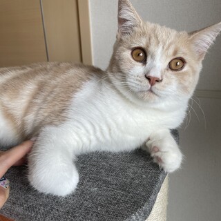 ブリティッシュショートヘア♂クリーム