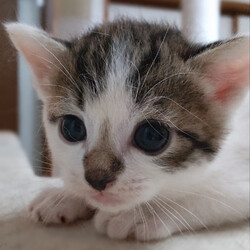 第26回　とだニャン保護猫里親会 サムネイル2