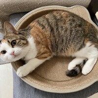 つむぎ