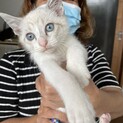 可愛がって頂ける方に里親になってもらいたいです。