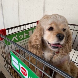 カートで楽チン？！