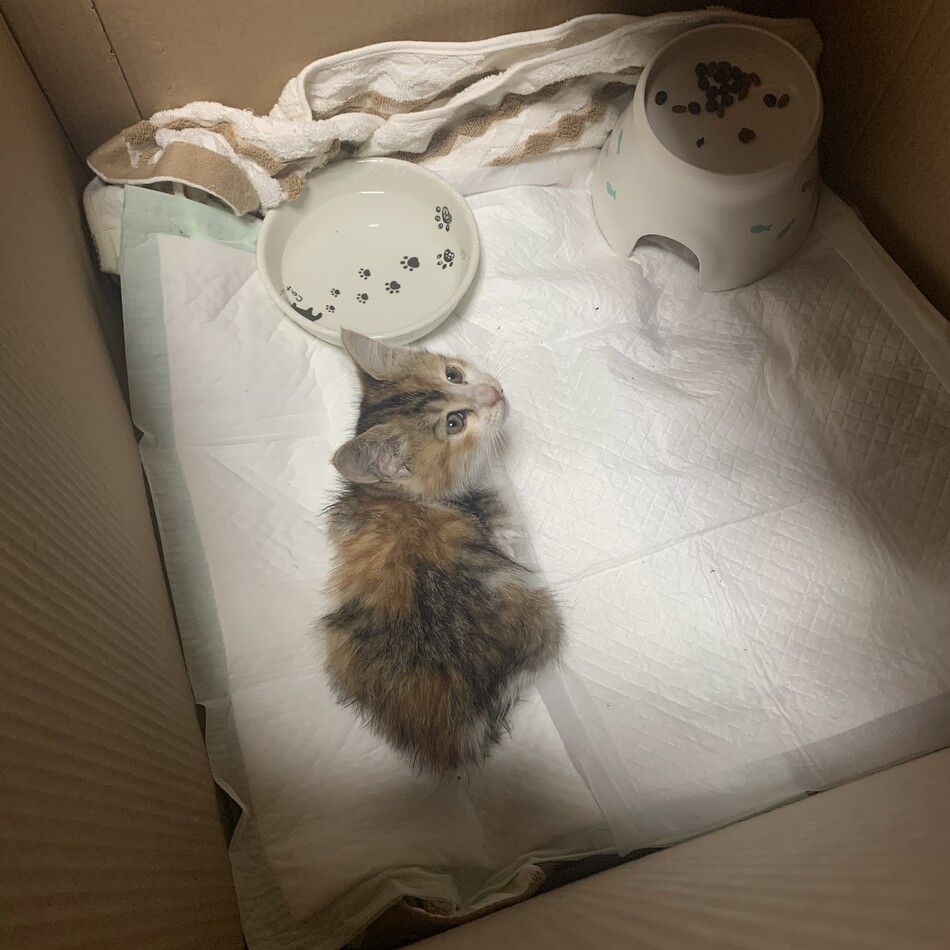 シルバのカバー写真
