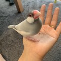 シルバー文鳥　1歳半