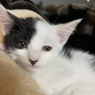 臆病なビビリさんですが抱っこ出来ます★おはぎくん