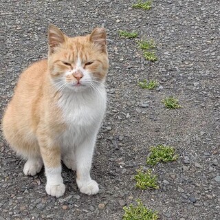 推定生後10ヶ月の女の子　避妊手術済み