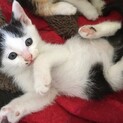 【島根県出雲市より】子猫の飼い主さん募集