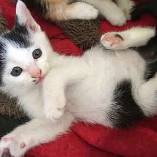【島根県出雲市より】子猫の飼い主さん募集