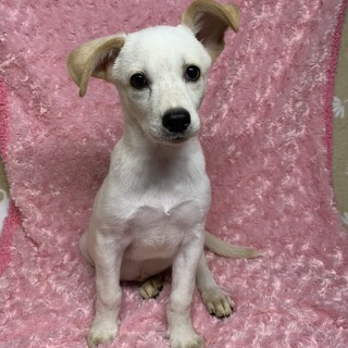 交渉中！お問い合わせありがとうございます！