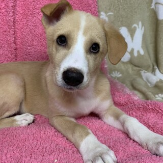 保健所からレスキューした子犬オクトくん♂