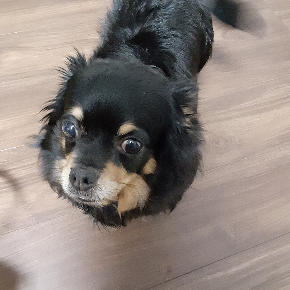 モカのカバー写真