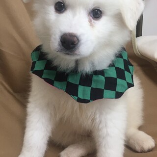 交渉中！お問い合わせありがとうございます。