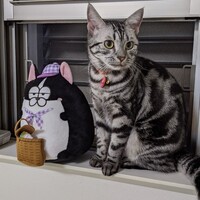 キキ