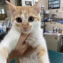 4ヶ月くらいのかわいい子猫です。