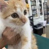 4ヶ月くらいのかわいい子猫です。 サムネイル2