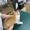 4ヶ月くらいのかわいい子猫です。 サムネイル3