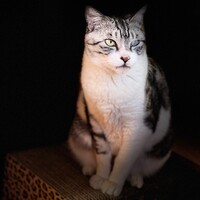 バトー