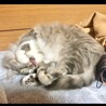 ララ
