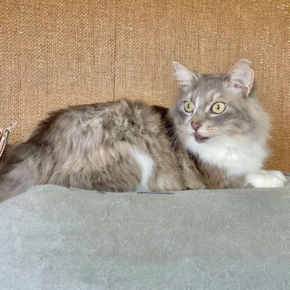 ララのカバー写真