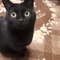 ちくわ