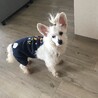 アルパカさん