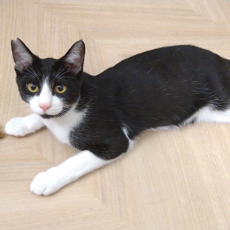 九十九のカバー写真