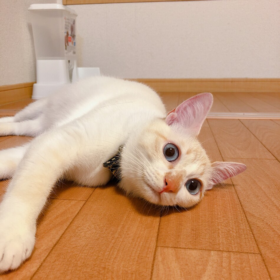 ココのカバー写真