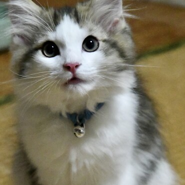 の写真