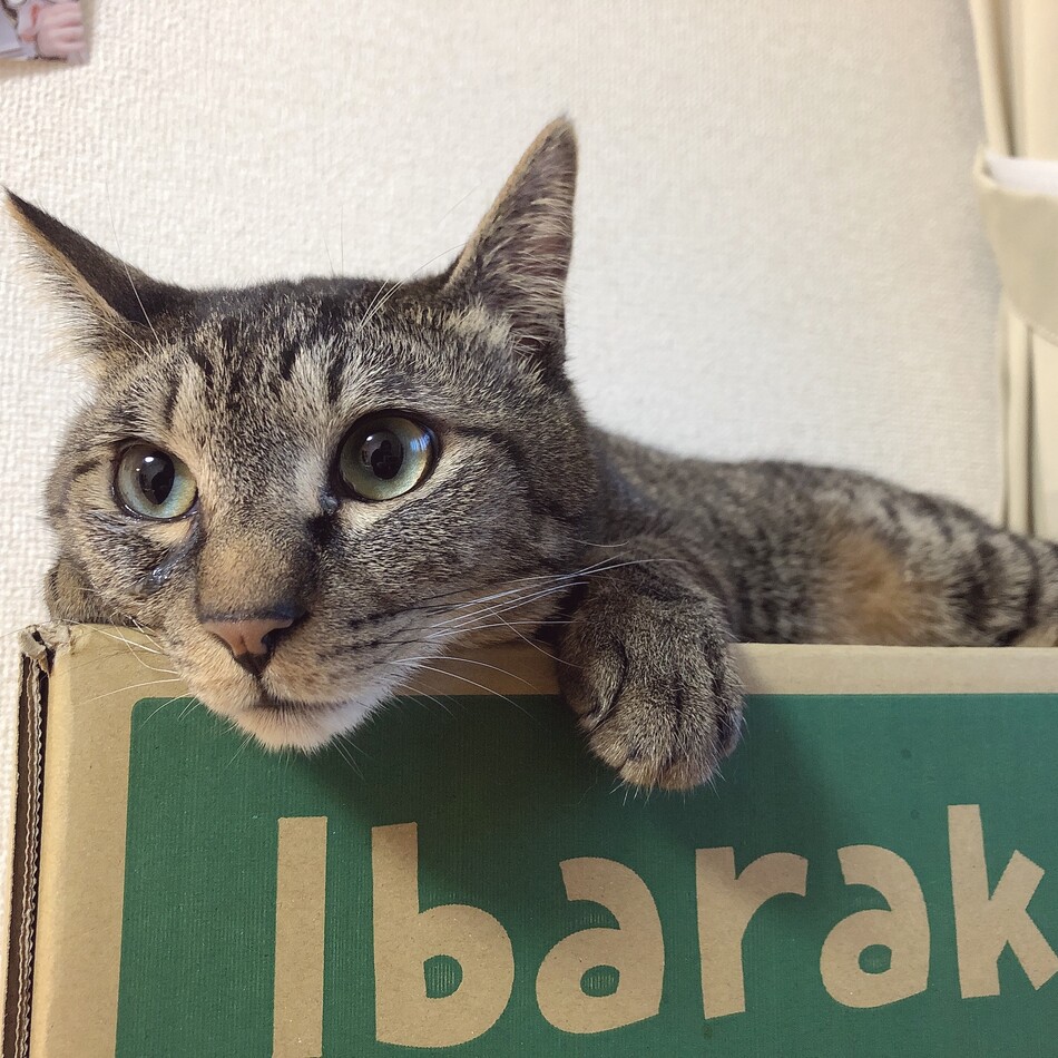 るいのカバー写真