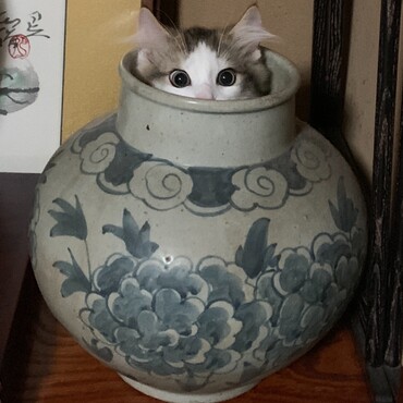 ツボの中にいました