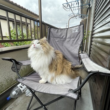 窓をパワーで開けてベランダの椅子に座ってくつろいでました