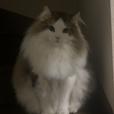 おすましたま