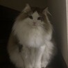 おすましたま